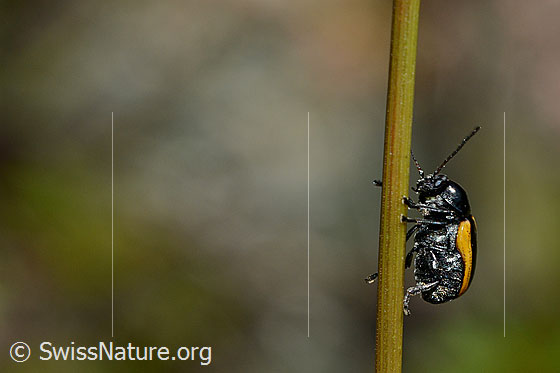 Foto: Gebänderter Fallkäfer (Cryptocephalus vittatus) an Grashalm. Ansicht von der Seite.