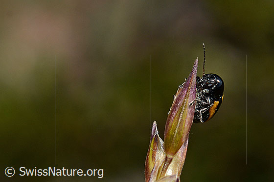 Foto: Gebänderter Fallkäfer (Cryptocephalus vittatus) klettert auf Blütenstand einer Grasart.