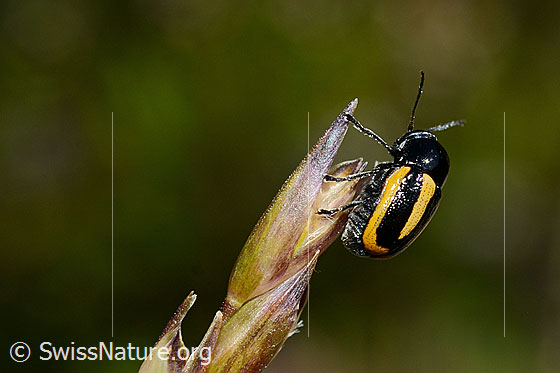 Gebänderter Fallkäfer (Cryptocephalus vittatus)