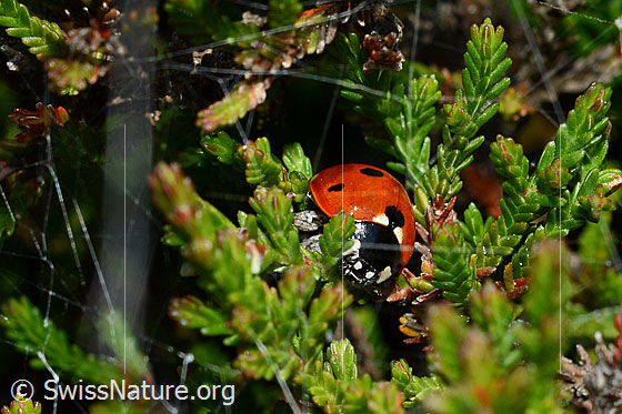 Photo: Coccinella septempunctata on Calluna vulgaris. Length 5.2 - 8mm.