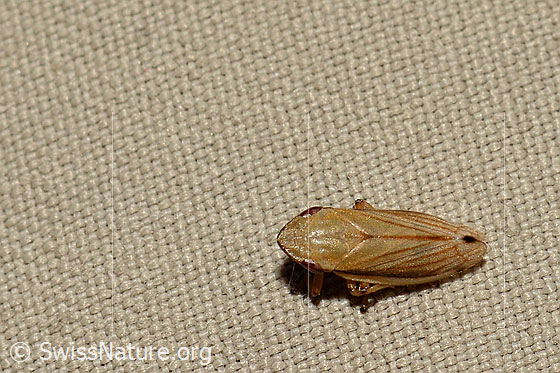 Grasschaumzikade (Neophilaenus lineatus)