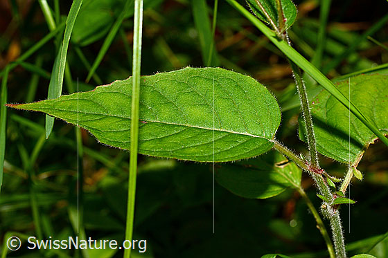 Photo: Circaea lutetiana. Leaf, upper side.