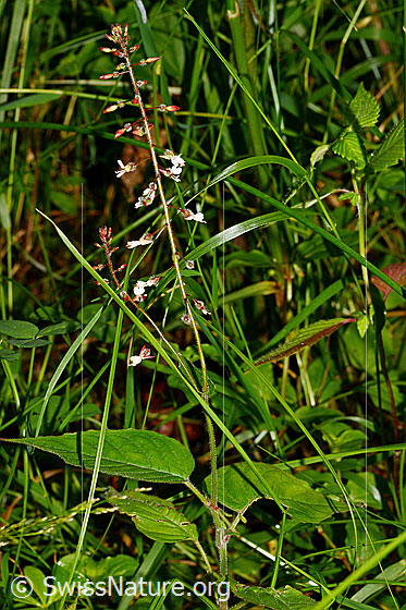 Foto: Grosses Hexenkraut (Circaea lutetiana). Ganze Pflanze (Habitus).