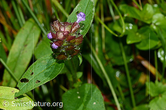 Foto: Gemeine Brunelle (Prunella vulgaris). Blütenstand und Blätter.