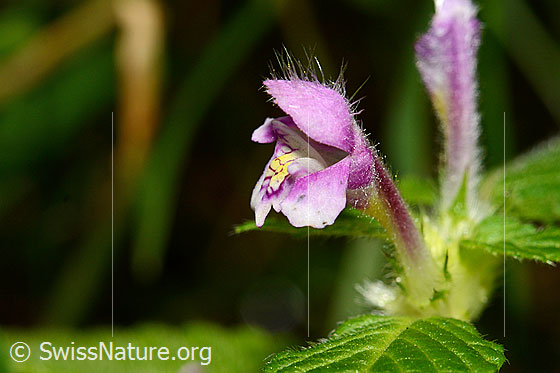 Foto: Wahrscheinlich Ausgerandeter Hohlzahn (Galeopsis bifida). Blüte.
