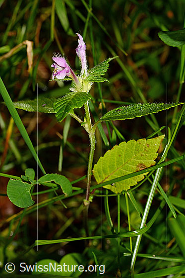 Foto: Wahrscheinlich Ausgerandeter Hohlzahn (Galeopsis bifida). Ganze Pflanze (Habitus).