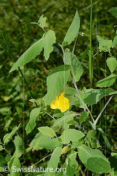 Foto: Wald-Springkraut (Impatiens noli-tangere), Alias: Grosses Springkraut, Echtes Springkraut. Ganze Pflanze (Habitus).