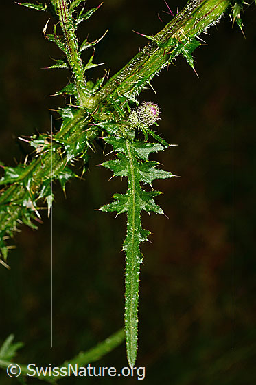 Foto: Sumpf-Kratzdistel (Cirsium palustre). Stängel und Blätter.
