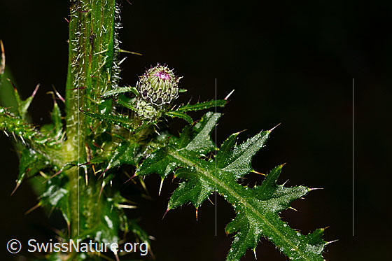 Foto: Sumpf-Kratzdistel (Cirsium palustre). Stängel, Blütenknopf und Blätter.