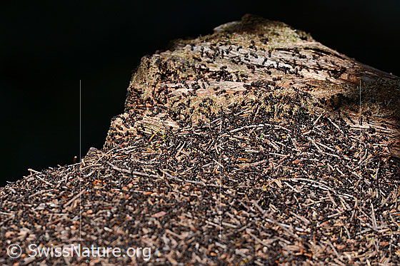 Photo: Formica rufa. Length 4 - 9mm. Ameisenhaufen.