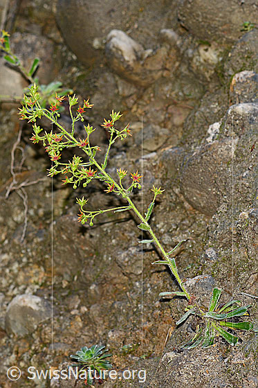 Foto: Safrangelber Steinbrech (Saxifraga mutata). Ganze Pflanze. Wird auch Kies-Steinbrech und Molasse-Steinbrech genannt.