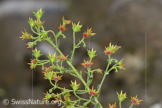 Safrangelber Steinbrech (Saxifraga mutata)