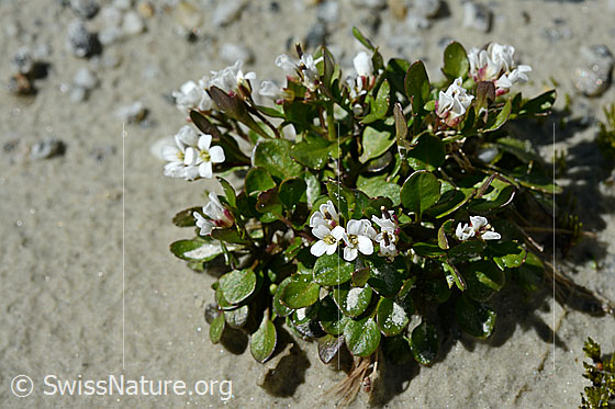 Foto: Alpen-Schaumkraut (Cardamine alpina). Ganze Pflanze.
