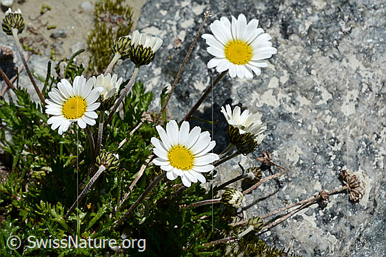 Foto: Gewöhnliche Alpenmargerite (Leucanthemopsis alpina). Ganze Pflanze.