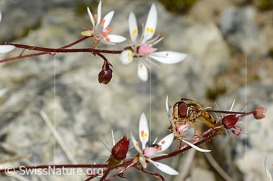 Foto: Hainschwebfliege (Episyrphus balteatus) auf Sternblütigem Steinbrech (Saxifraga stellaris). Ansicht von schräg vorne.