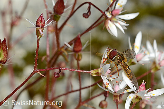 Foto: Hainschwebfliege (Episyrphus balteatus) auf Sternblütigem Steinbrech (Saxifraga stellaris). Ansicht von der Seite.