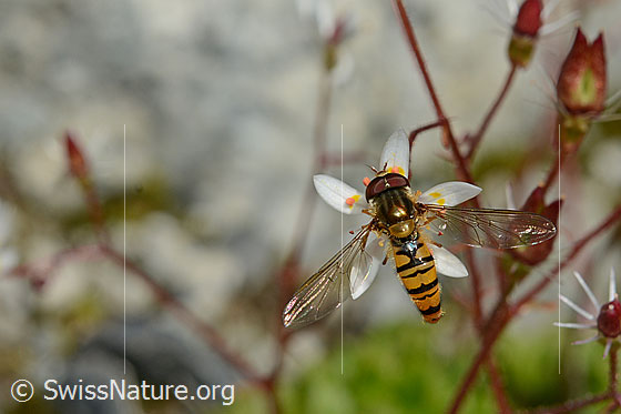 Photo: Episyrphus balteatus on Saxifraga stellaris. View from above.