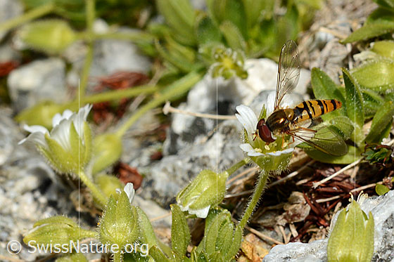 Photo: Episyrphus balteatus on blossom of Cerastium uniflorum.