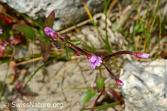 Photo: Epilobium anagallidifolium. Stem and blossoms. Blossoms, not yet fully opened.