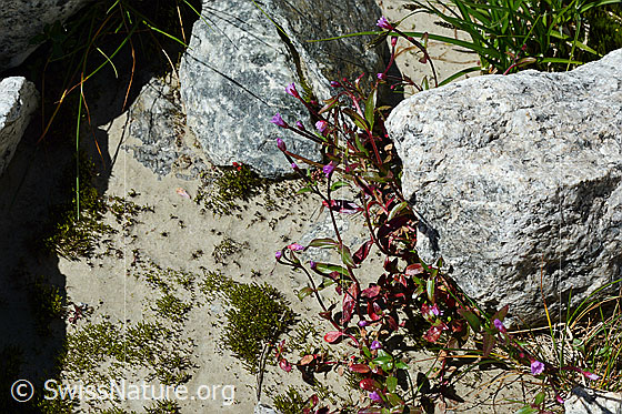 Photo: Epilobium anagallidifolium. Whole plant.