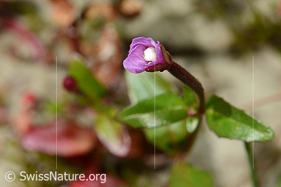 Photo: Epilobium anagallidifolium. Flower, not yet fully opened.