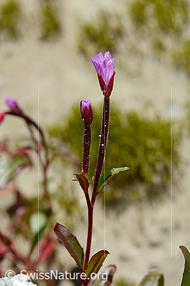 Alpen-Weidenröschen (Epilobium anagallidifolium)