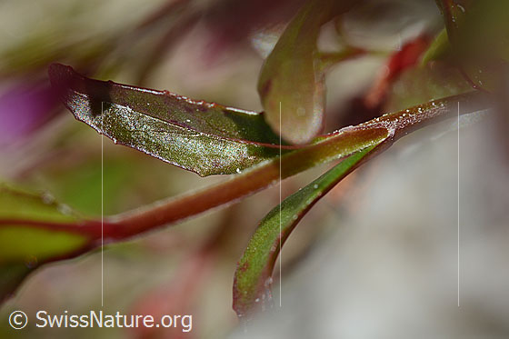 Photo: Epilobium anagallidifolium. Stems and leaves.