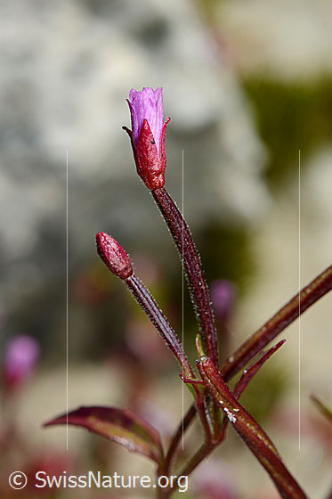 Photo: Epilobium anagallidifolium. Blossoms and stem. Blossoms not yet fully opened.