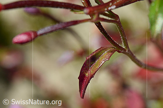 Photo: Epilobium anagallidifolium. Stem and leaves.