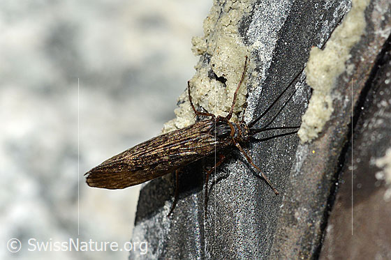 Foto: Köcherfliege (Trichoptera) aus der Familie Limnephilus oder aus der Familie Phryganeidae. Länge ca. 20mm.