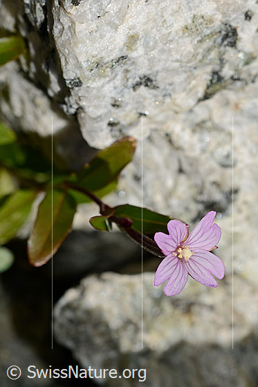 Photo: Epilobium anagallidifolium. Whole plant. Flower fully open.
