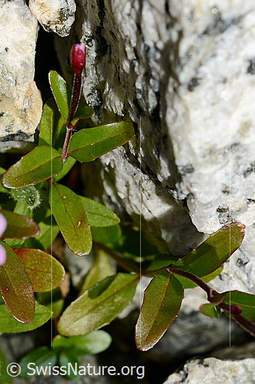 Photo: Epilobium anagallidifolium. Whole plant. Blossom not yet opened.