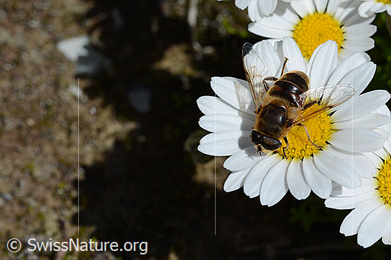 Photo: Eristalis tenax on flower of a Leucanthemopsis alpina. Male. View from above.
