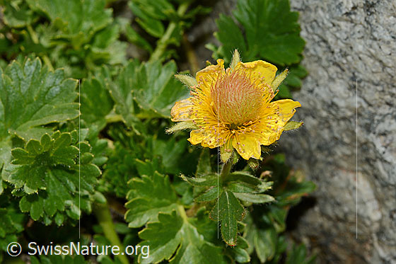 Kriechende Berg-Nelkenwurz (Geum reptans)