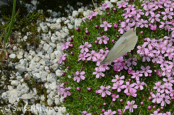 Photo: Probably Pieris rapae on Silene acaulis. Wings closed. View from diagonally above.

Butterfly
Lat.: Pieris rapae
Family: Pieridae 
Subfamily: Pierinae
Genus: Pieris

Flower
Lat.: Silene acaulis 
Family: Caryophyllaceae
Genus: Silene