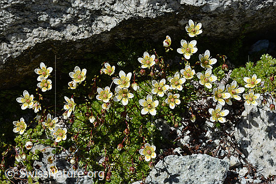 Foto: Moosartiger Steinbrech (Saxifraga bryoides). Ganze Pflanze.