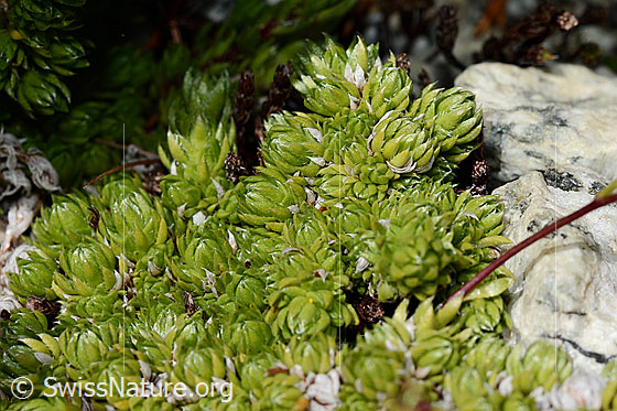 Foto: Moosartiger Steinbrech (Saxifraga bryoides). Blatt Rosettchen.