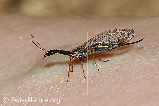 Gelbfüssige Kamelhalsfliege (Dichrostigma flavipes)