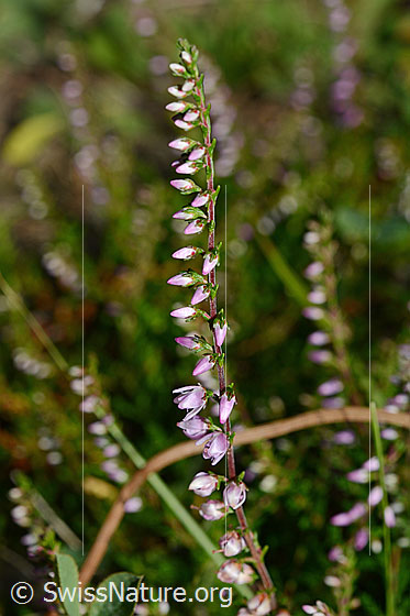 Foto: Besenheide (Calluna vulgaris). Blüten und Stängel.