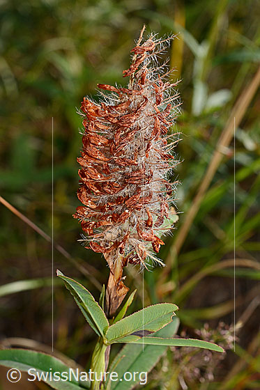 Photo: Trifolium rubens. Withered flower.