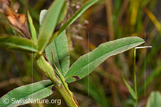Photo: Trifolium rubens. Stem and leaves.
