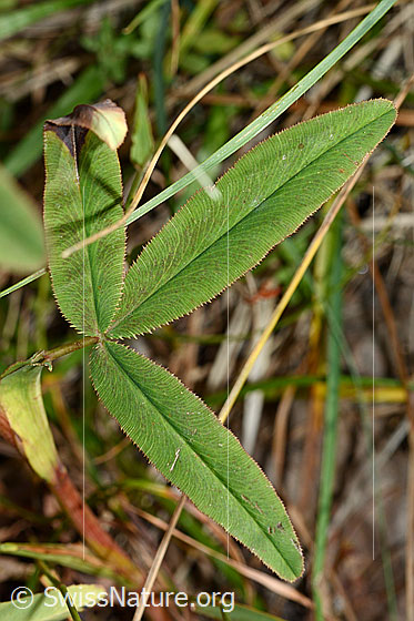 Foto: Purpur-Klee (Trifolium rubens). Blätter.