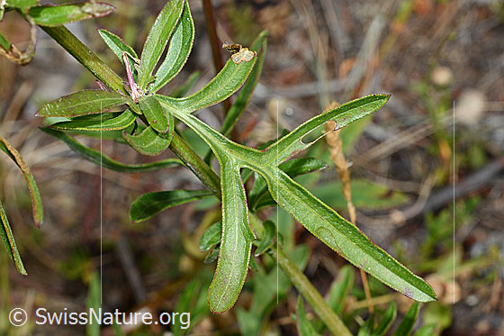 Foto: Skabiosen-Flockenblume (Centaurea scabiosa). Blatt.