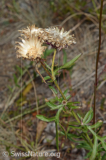 Foto: Skabiosen-Flockenblume (Centaurea scabiosa). Blätter, Stängel und leere Blütenkörbe.