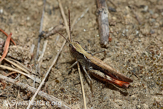 Brauner Grashüpfer (Chorthippus brunneus)