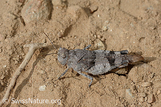 Foto: Blauflügelige Ödlandschrecke (Oedipoda caerulescens). Länge 15-28mm. Ansicht von der Seite.