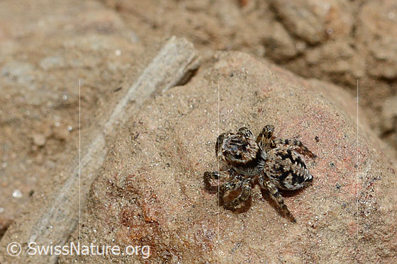 Foto: V-Fleck-Springspinne (Aelurillus v-insignitus). Weibchen. Körperlänge: 5 - 7mm. Ansicht von vorne.