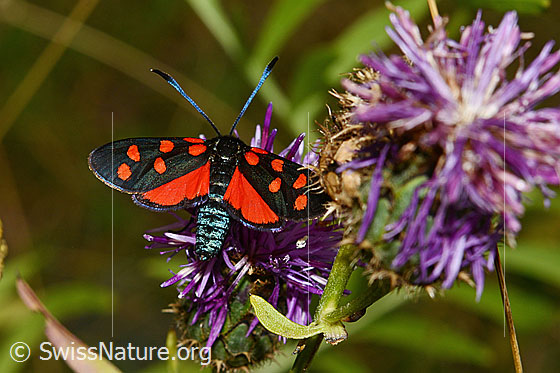 Hufeisenklee-Widderchen (Zygaena transalpina) auf Skabiosen-Flockenblume (Centaurea scabiosa)