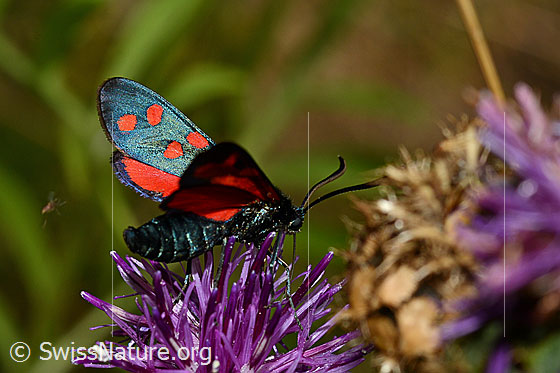 Foto: Hufeisenklee-Widderchen (Zygaena transalpina) auf Skabiosen-Flockenblume (Centaurea scabiosa). Flügel geöffnet. Ansicht von schräg hinten.