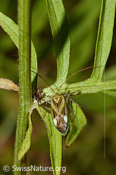 Foto: Gemeine Zierwanze (Adelphocoris lineolatus), Länge 7,5-9,4mm, auf Blatt der Skabiosen-Flockenblume (Centaurea scabiosa).